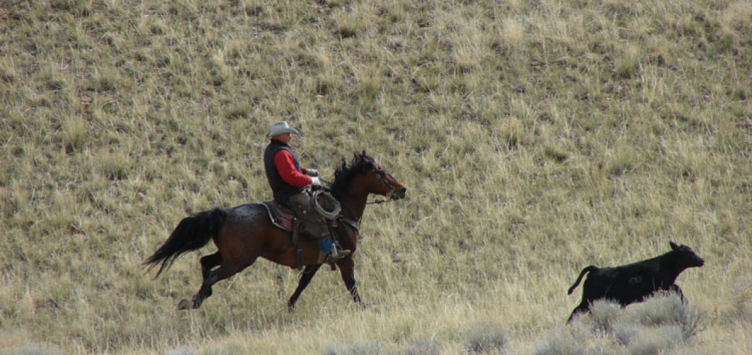 Montana (10)